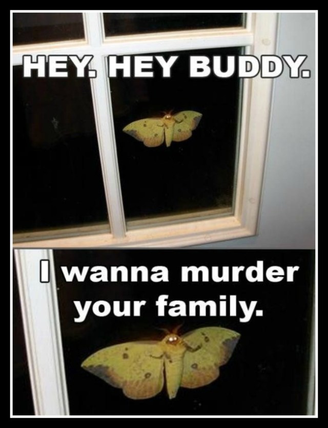 5.There are moths out to kill you. I REALLY wish I had a photo of one of the MANY that we saw, but pretend that I took this, because this is how they make you feel!